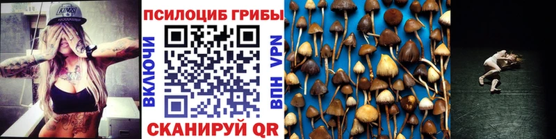 Псилоцибиновые грибы Psilocybe  kraken как войти  Верхняя Пышма  где продают наркотики 